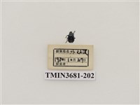 藏品(鞘翅目(1))的圖片